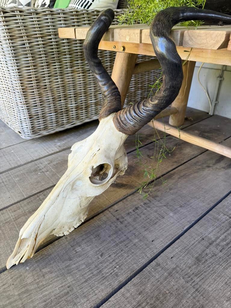 Hartenbeest schedel met hoorns, Ophalen of Verzenden