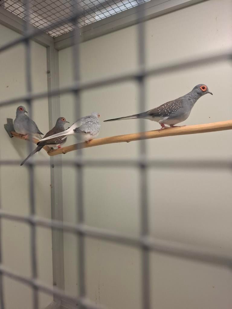 Diamantduifjes 2 koppeltjes., Dieren en Toebehoren