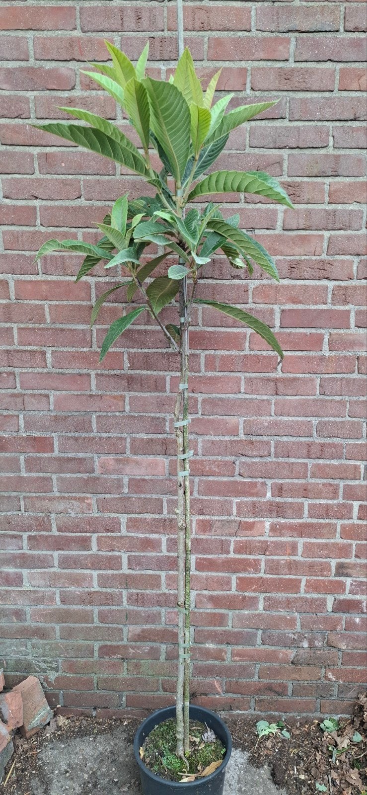 Eriobotrya japonica 'Rose-anne', japanse wolmispel, Ophalen, Volle zon, Overige soorten, 100 tot 250 cm
