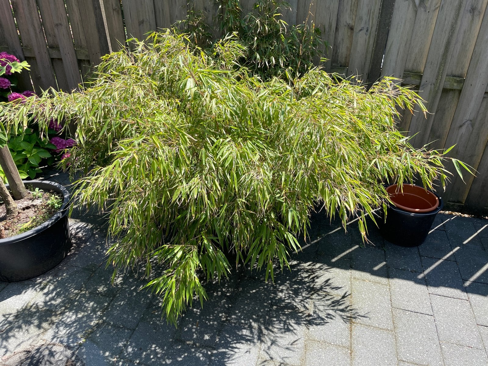 Bamboe in specie kuip, Vaste plant, Bloeit niet, Halfschaduw, Ophalen