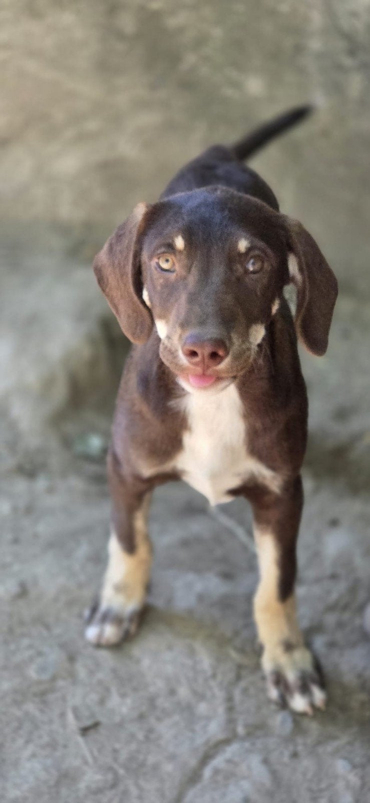 Pup Basil zoekt een baasje, Dieren en Toebehoren, Honden | Niet-rashonden, 15 weken tot 1 jaar, Buitenland, Parvo, Eén hond