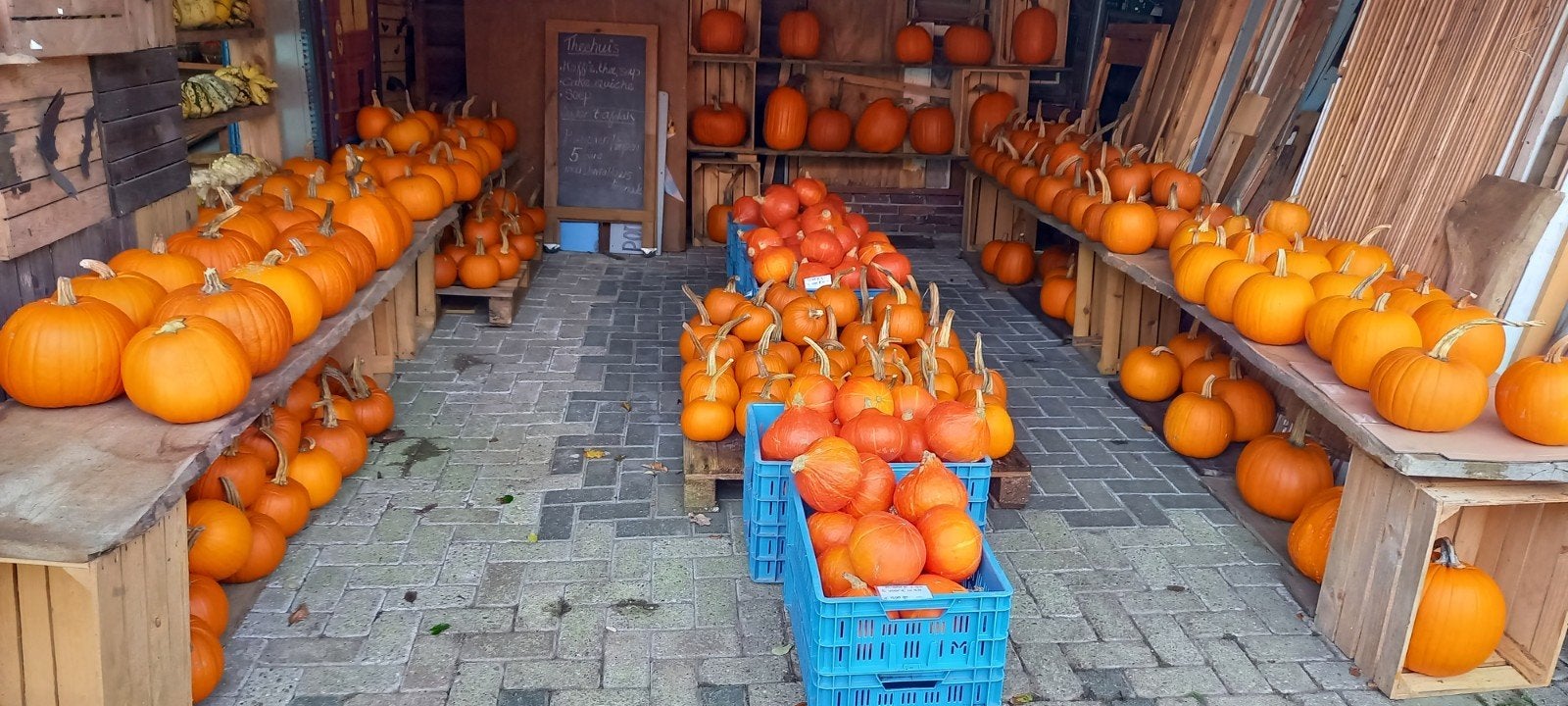 Herfstvakantie! Halloween, soep pompoenen en sierkalebasse, Ophalen, Nieuw