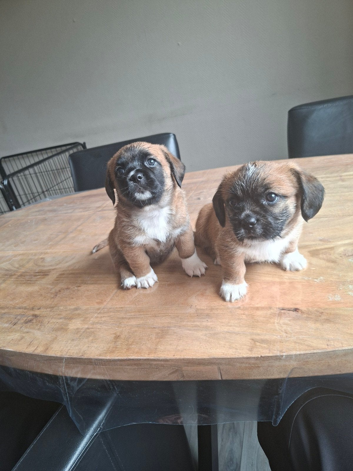 Franse Bulldog/Shih Tzu puppy's, Dieren en Toebehoren, 8 tot 15 weken, Meerdere, Meerdere dieren, Klein
