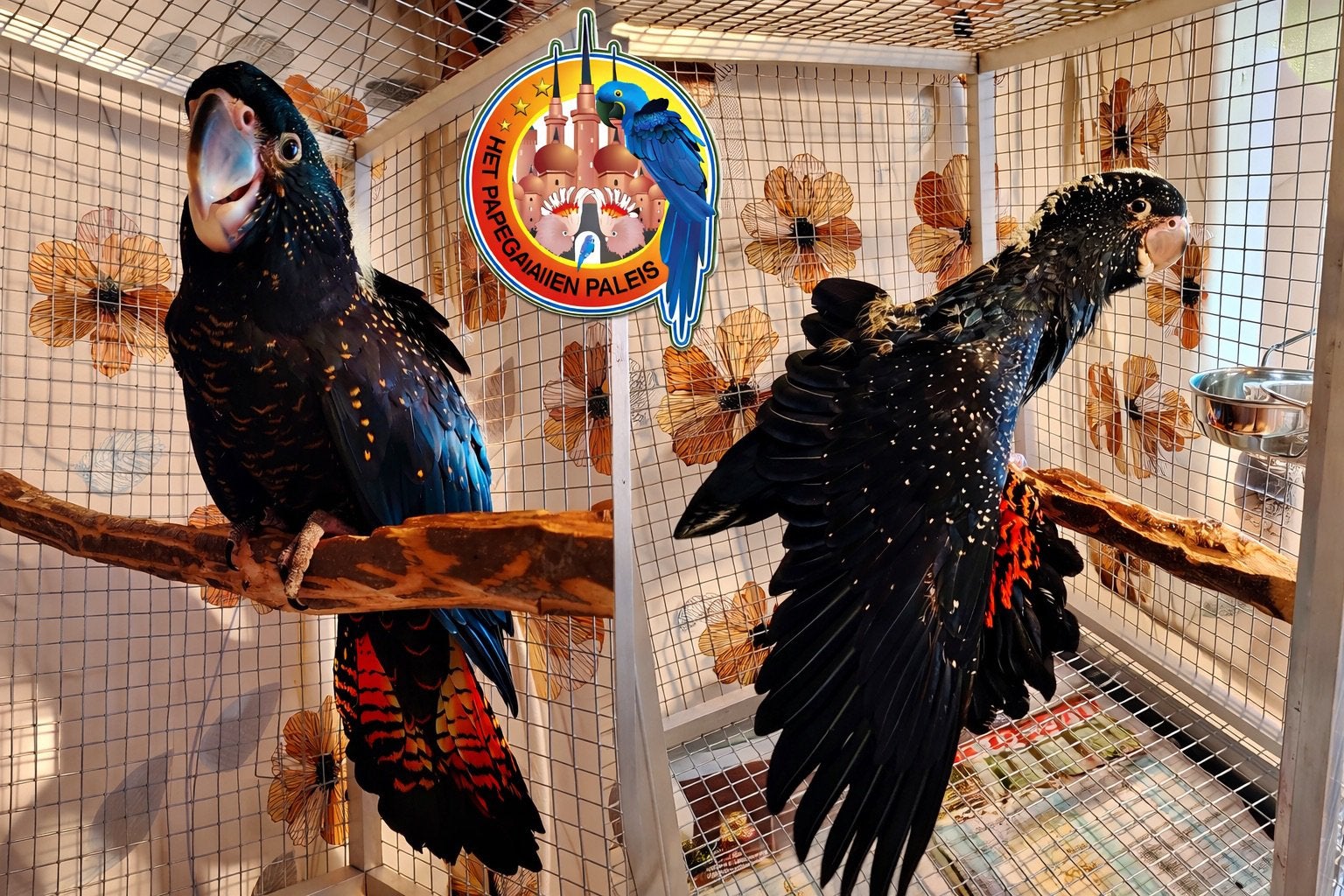 Jonge Zwartroodstaart kaketoe’s, Meerdere dieren, Papegaai, Pratend