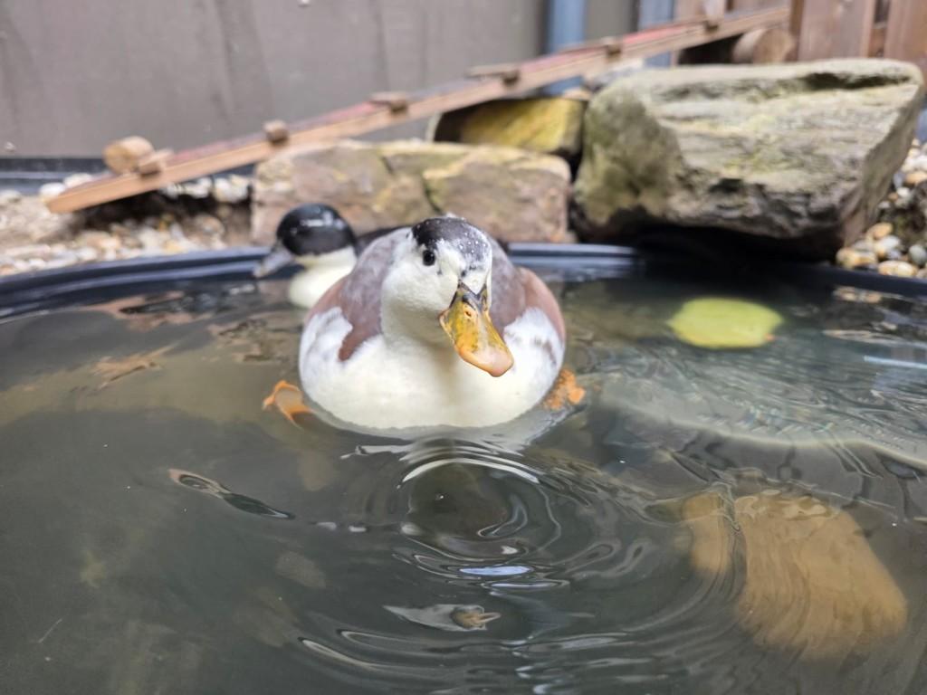 VERWACHT pulletjes / kuikens Hollandse kwakers., Meerdere dieren, Geringd