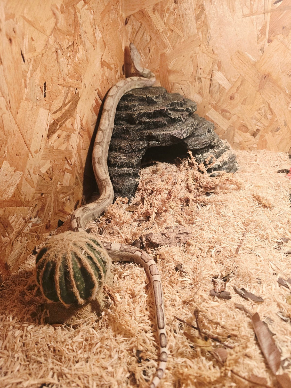 boa constrictor imperator 
50% vpi snow
Nakweek 2026

Dit is Boa Constrictor photo 9