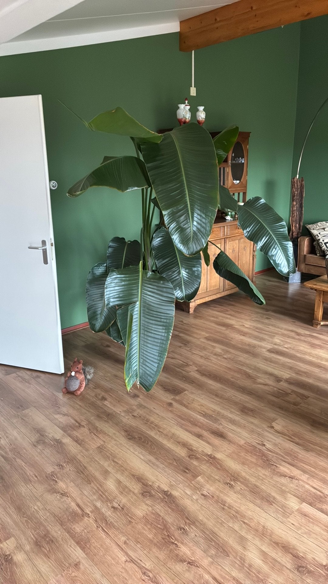 Zeer grote strelizia plant te koop, Ophalen, 200 cm of meer, Overige soorten, Halfschaduw