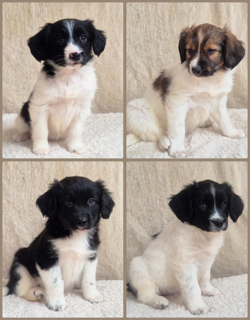Leuke, enthousiaste Friese Stabij x Kooiker pups!, Dieren en Toebehoren, Parvo, Overige rassen, 8 tot 15 weken, Meerdere