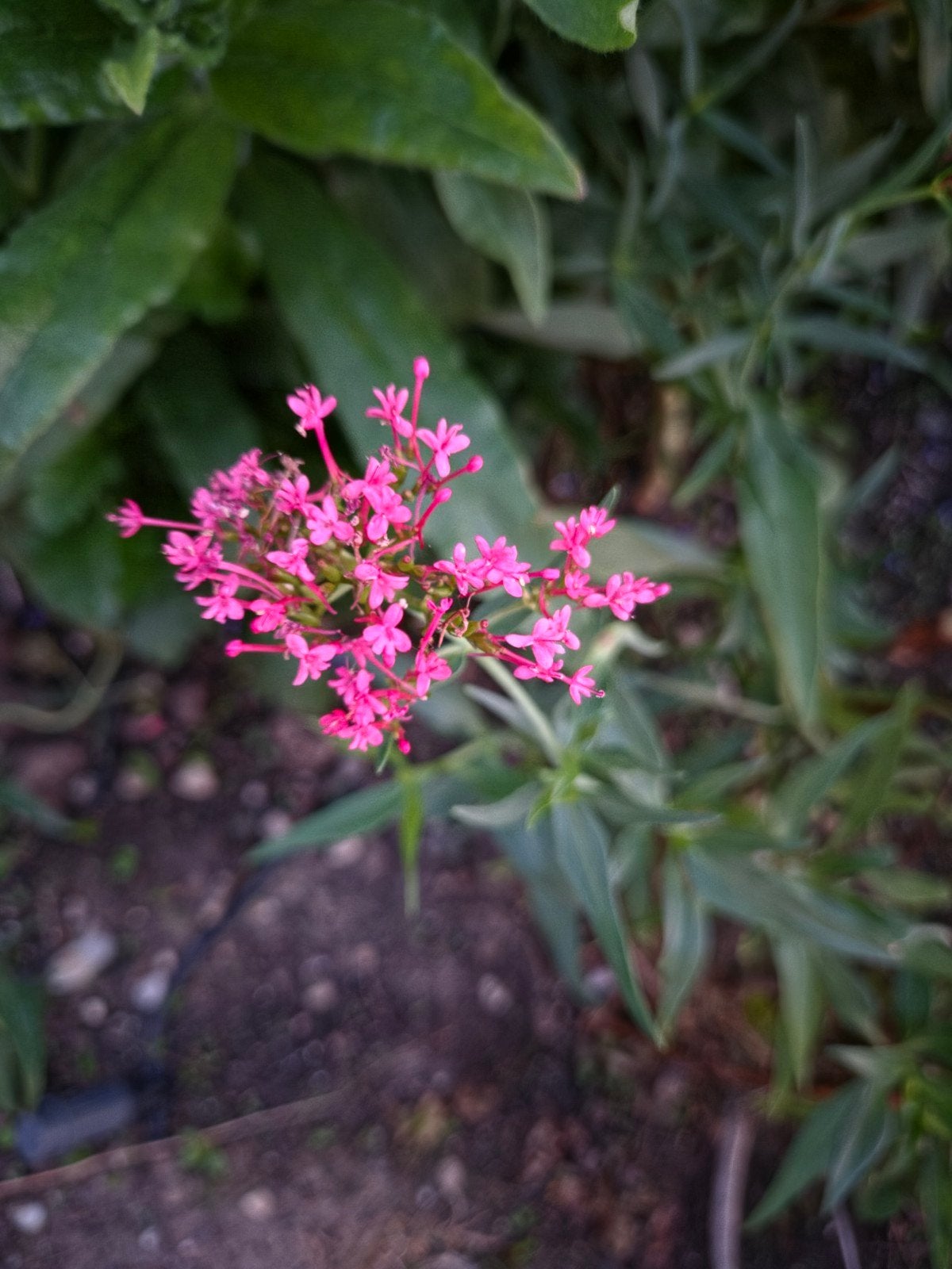 Rode Spoorbloem planten, Tuin en Terras, Volle zon, Vaste plant, Zomer, Ophalen