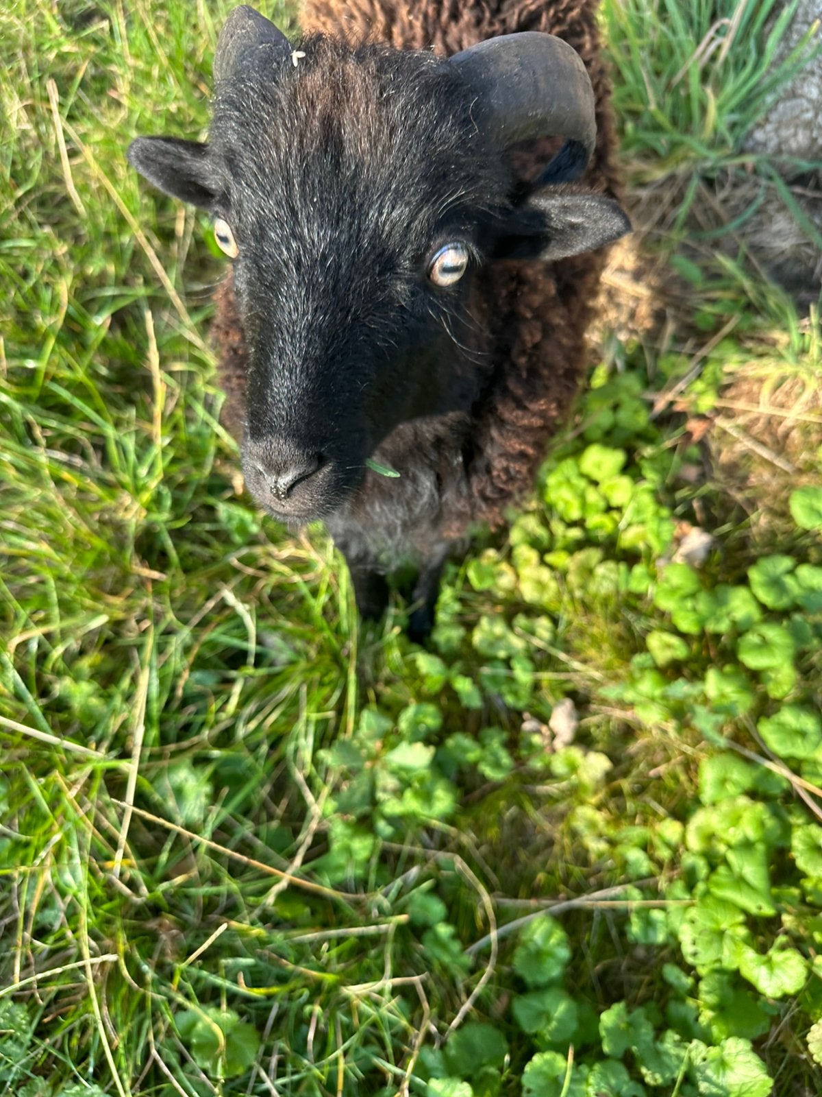 Lief ouessant ram lammetje, Dieren en Toebehoren, Schapen, Geiten en Varkens, Mannelijk, Schaap