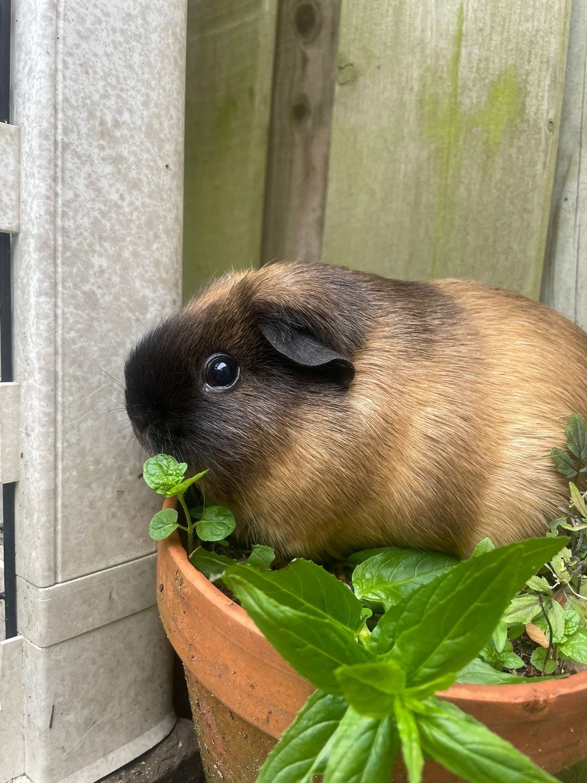 Twee lieve cavia’s zoeken een thuis, Cavia, November, Meerdere dieren, Tam