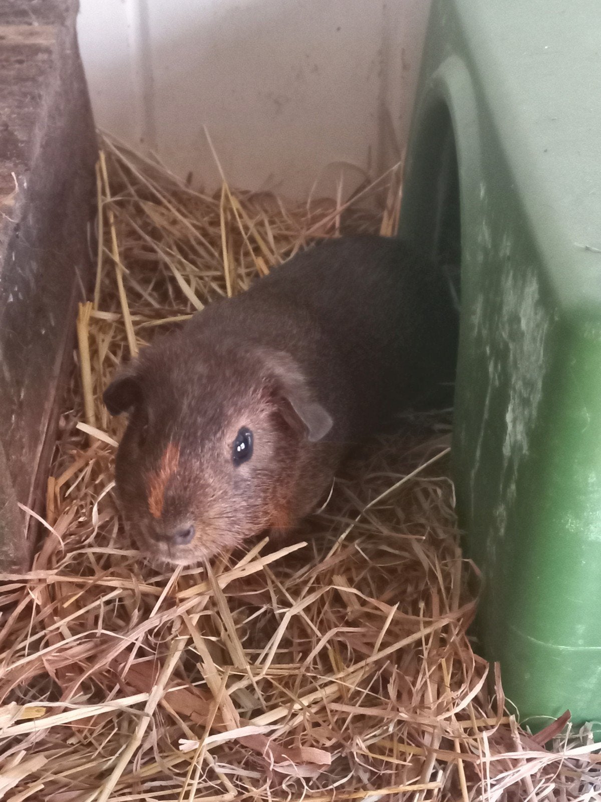 Agouti beer, Dieren en Toebehoren, Juli, Mannelijk, Cavia