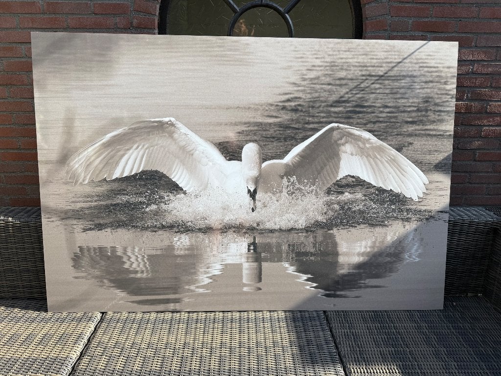 Schilderij Zwaan, Dieren, Print, Metaal, Ophalen