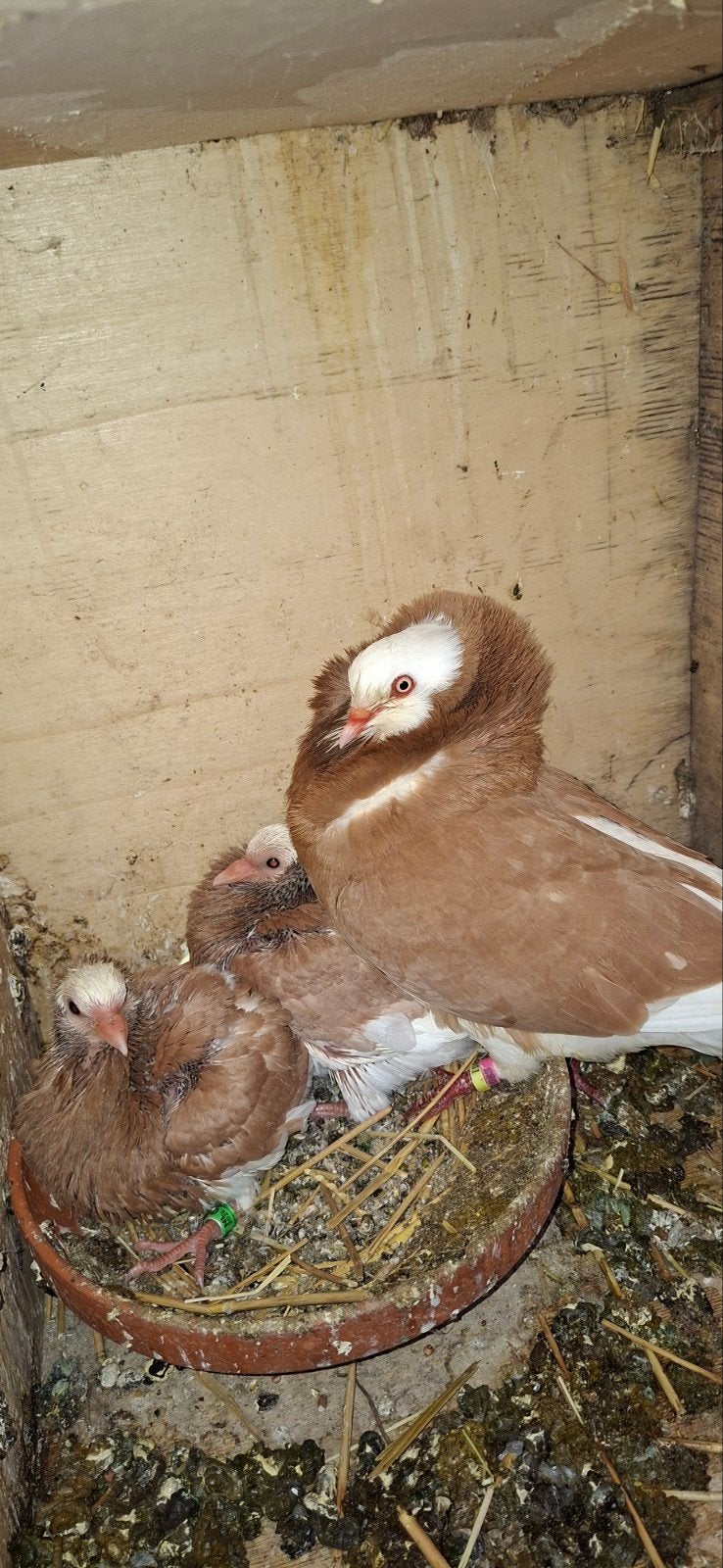 Te koop sierduiven Oudhollands kapucijnen duiven  geel, Meerdere dieren, Overige soorten