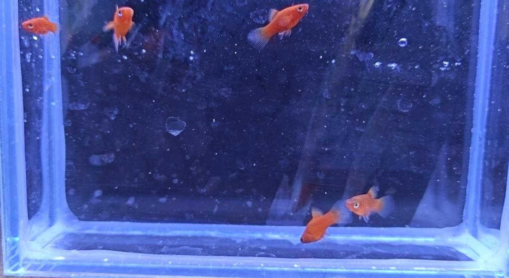 Raszuivere jonge rood koraal platys, Dieren en Toebehoren, Vissen | Aquariumvissen, Vis