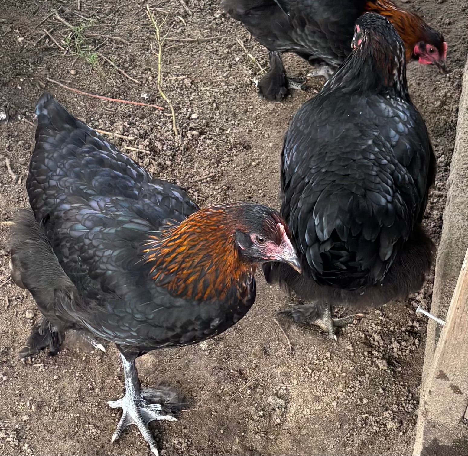 Jonge hennen marans koperzwart kippen 18 weken, Dieren en Toebehoren, Vrouwelijk, Kip