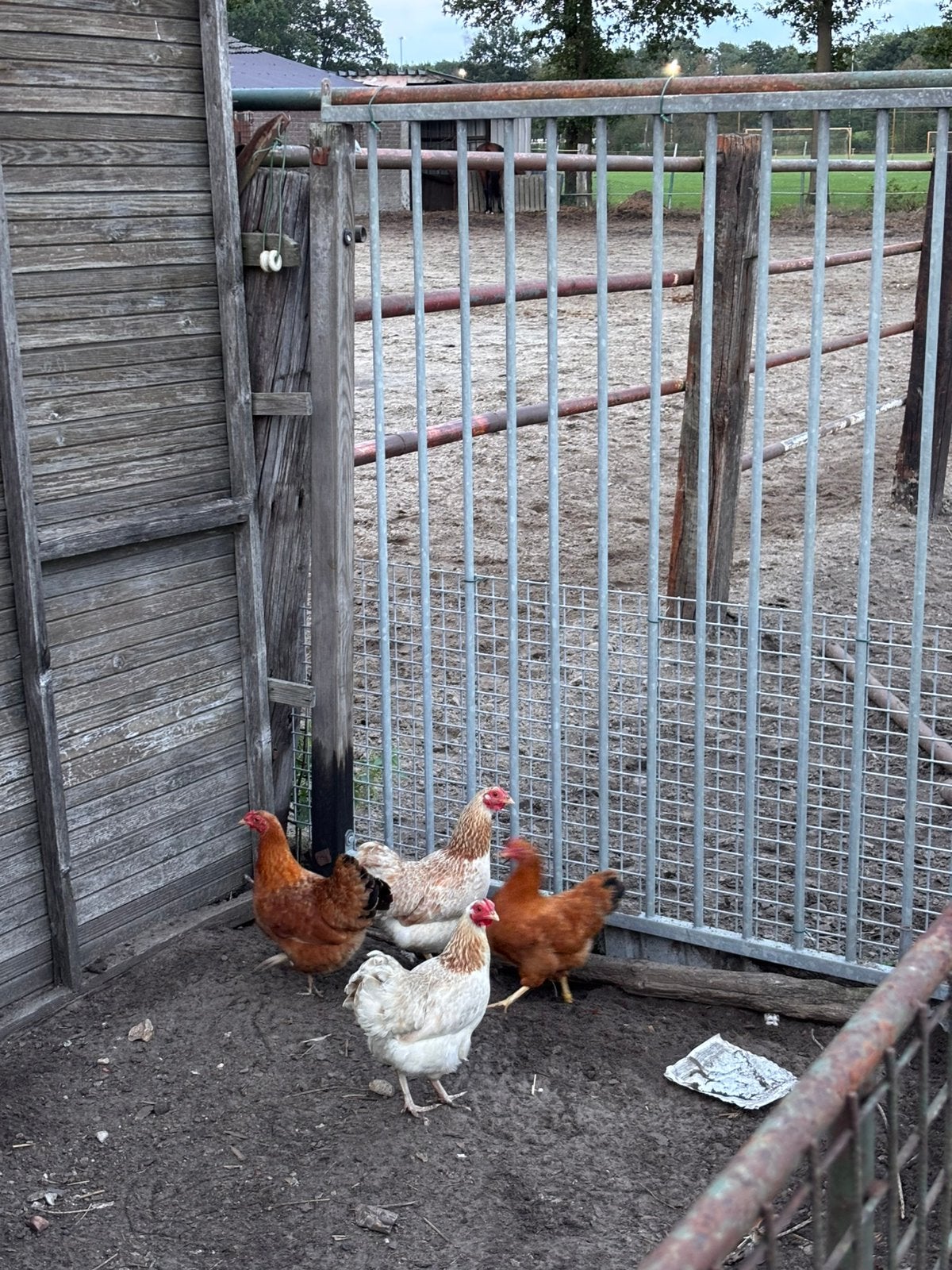 Kippen, Dieren en Toebehoren, Meerdere dieren, Kip
