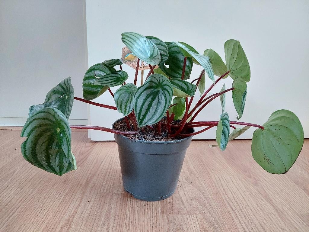 Peperomia Argyreia - Watermeloenplant H: 35 cm., Huis en Inrichting, Kamerplanten, Overige soorten, Minder dan 100 cm, Groene kamerplant