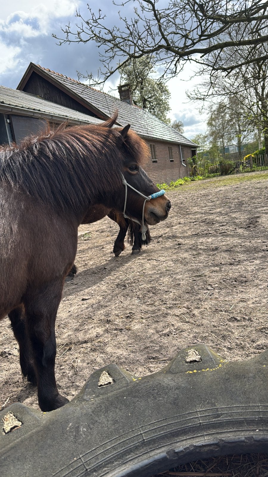 Bijrijder aangboden/ bijrijd pony gezocht, Ophalen