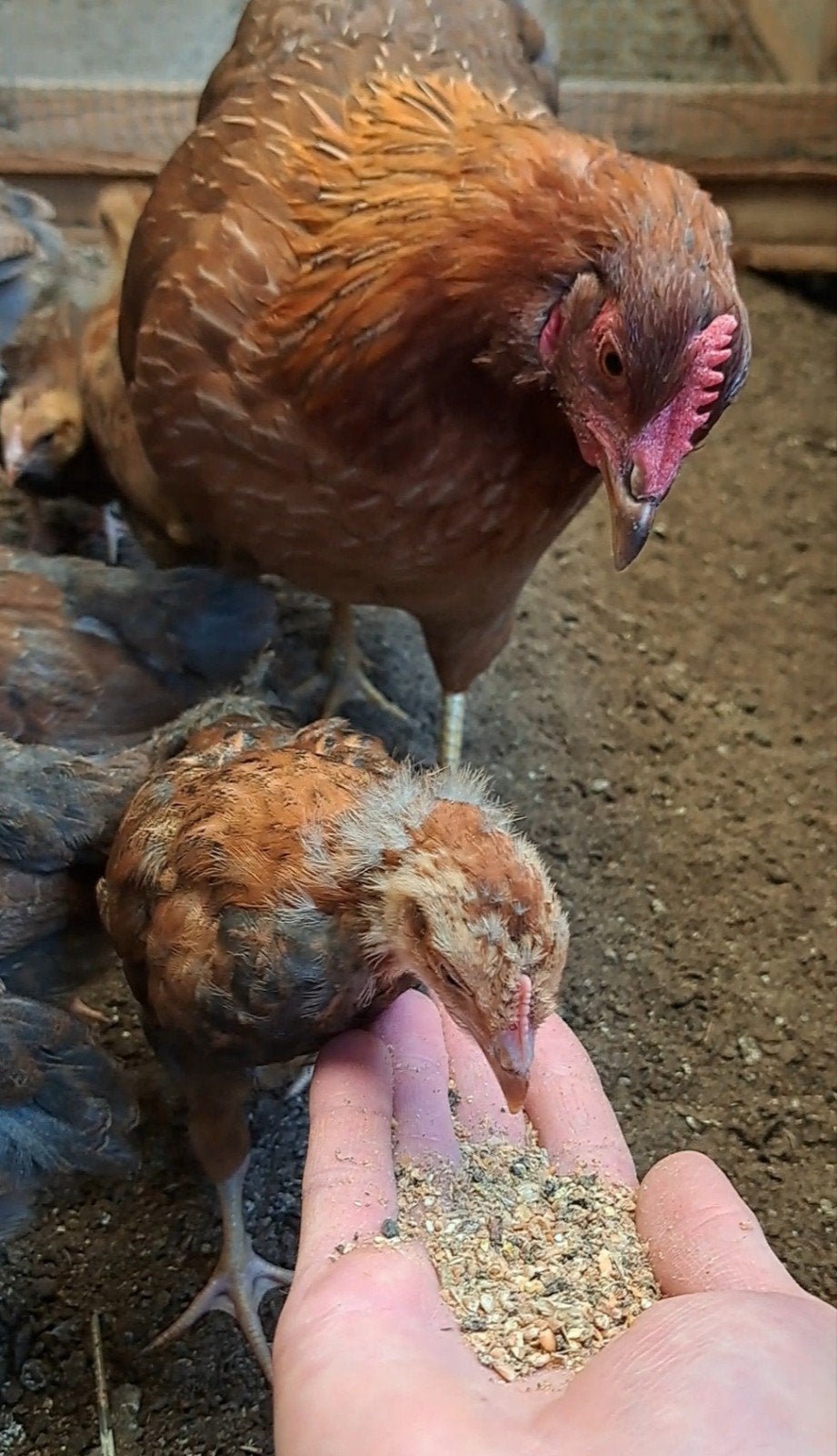 Raszuivere welsumers haantjes, Groot soort welsumer haan, Dieren en Toebehoren, Pluimvee, Mannelijk, Kip