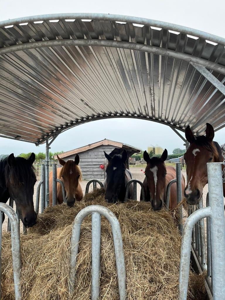 Hooiruiven, Voerruif, Hooiruif, Ruif, Ruiven, Weidegang, Sales@veldomheiningen.nl, Schaijk, 4 paarden of pony's of meer