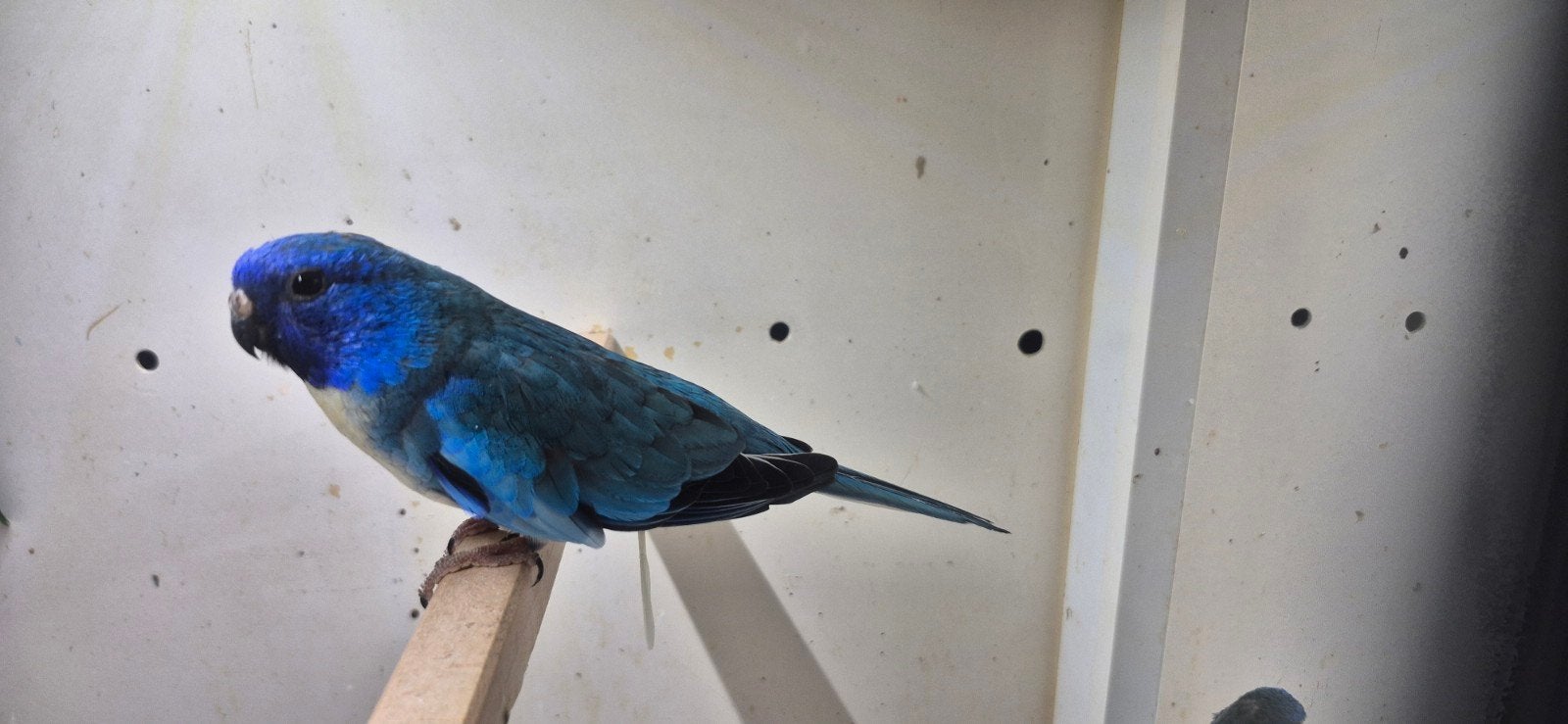 splendid en turquoisineparkieten, Meerdere dieren, Parkiet, Geringd