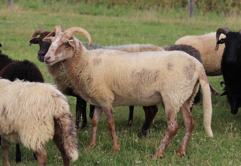 Drentse heideschaap ooien, Vrouwelijk, Schaap
