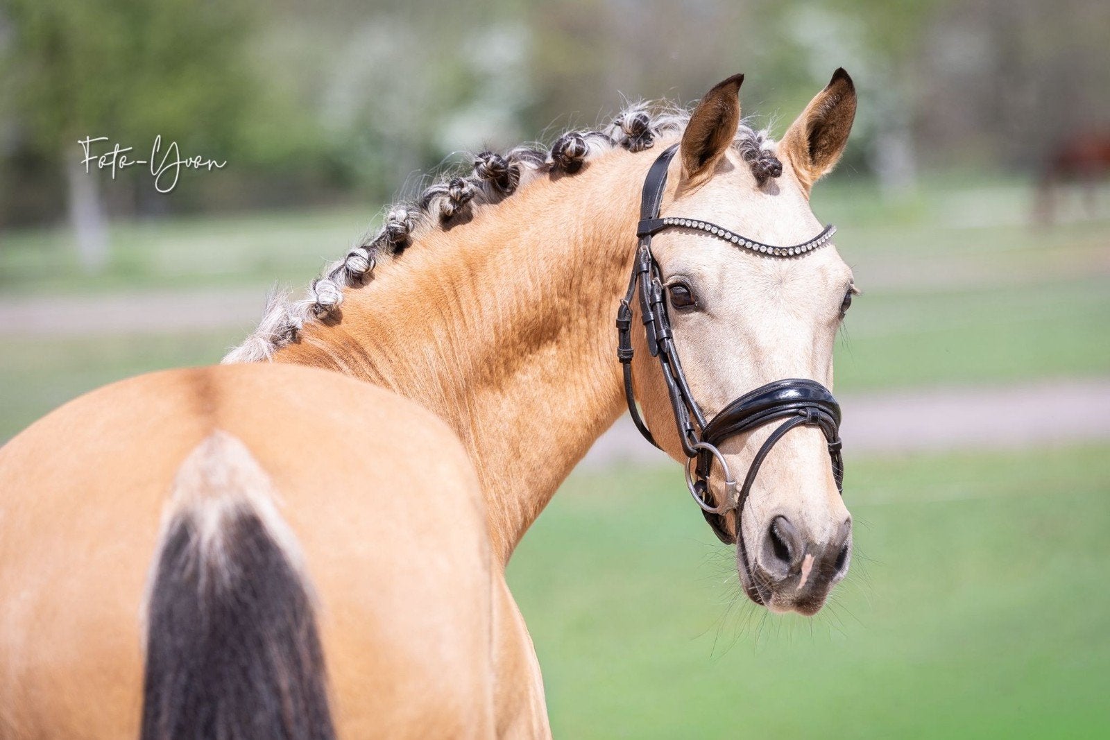 Knappe new forest D pony