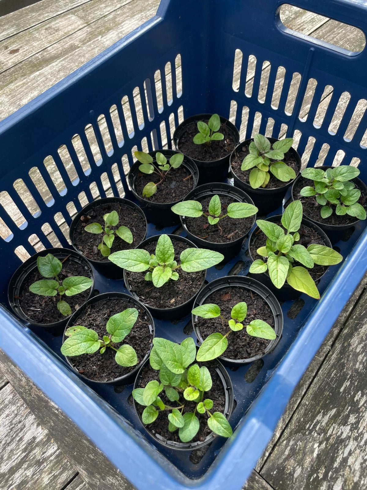 🪻🐝  Prunella vulgaris bijenkorfje brunel biologisch, Ophalen, Eenjarig, Groenteplanten, Volle zon