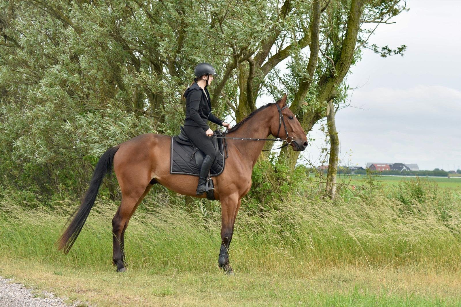 Draverruin bijna 4 +draverruin net10 & dravermerrie bijna 11, Met stamboom, Niet van toepassing, 7 tot 10 jaar, 160 tot 165 cm