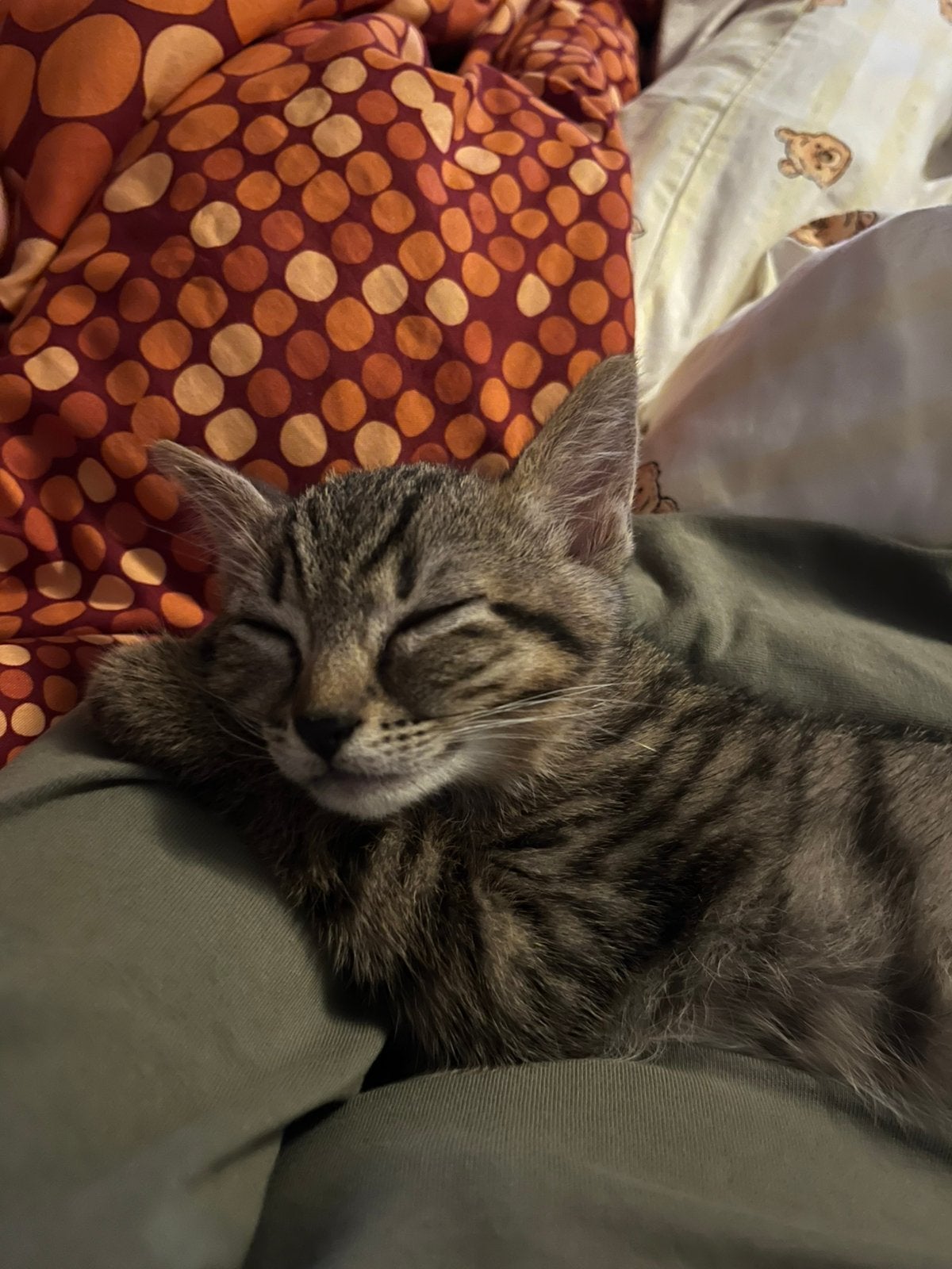 Mooie kater, Dieren en Toebehoren, Kater