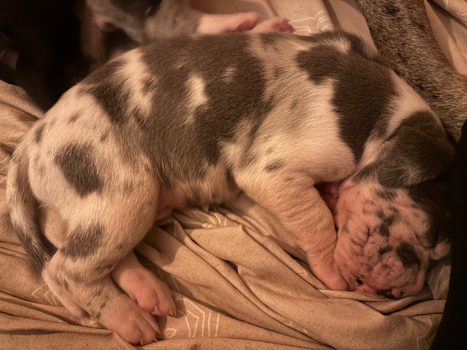 duitse dog, Dieren en Toebehoren, 8 tot 15 weken, Parvo, Eén hond, Nederland