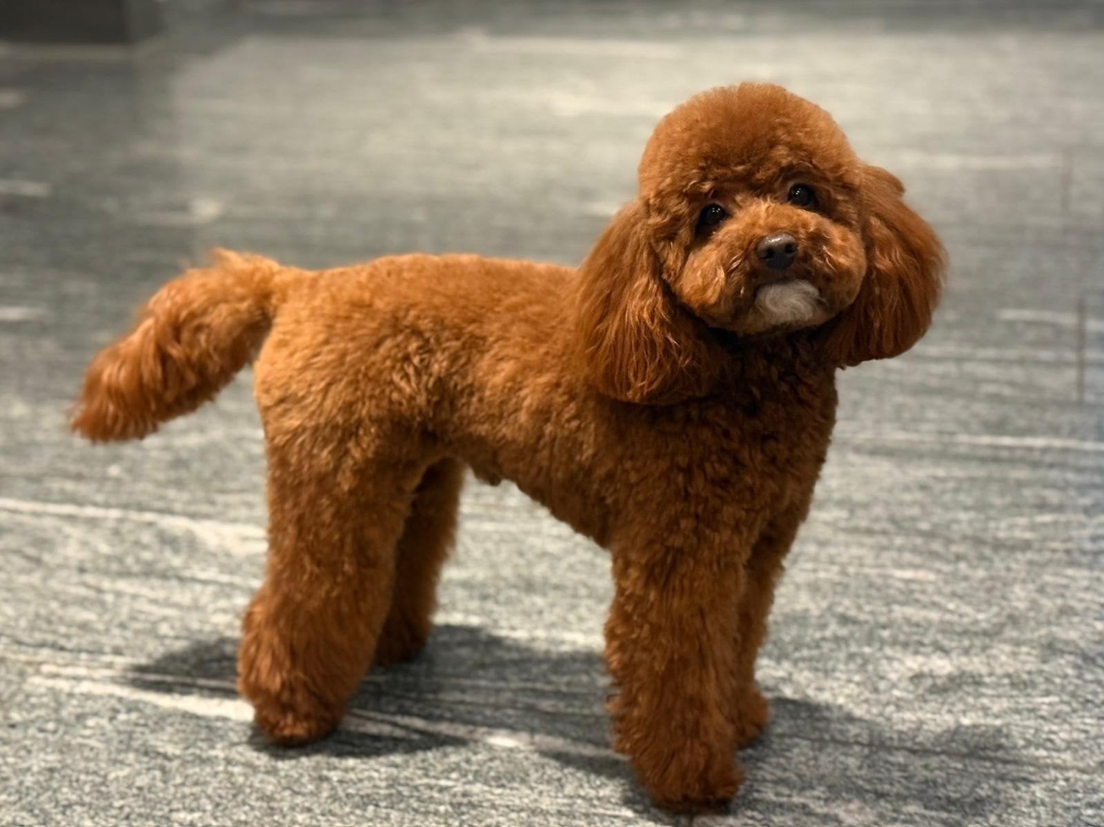 Maltipoo/Boompoo pups 4 teefjes, Overige rassen, 8 tot 15 weken, Teef, Parvo