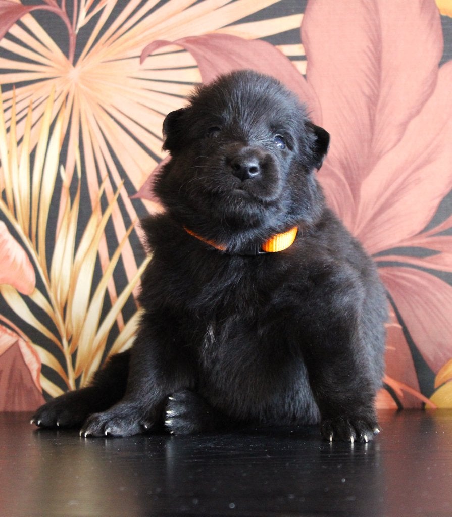 Mooie groenendaeler pups uit hobbyfok!, Dieren en Toebehoren, België, Fokker | Hobbymatig, Reu, 8 tot 15 weken