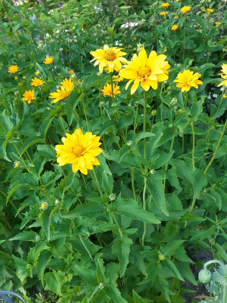 Biologische Heliopsis - Vaste plant uit volle grond, Tuin en Terras, Planten | Tuinplanten, Overige soorten, Volle zon, Vaste plant