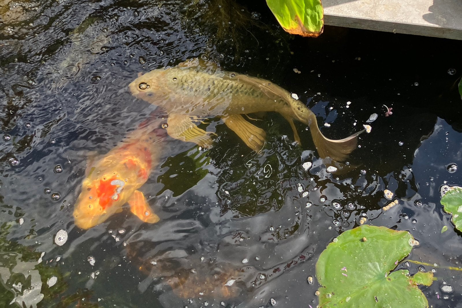 Te koop 5 japanse koi karpers 45+ cm, Karper of Koi