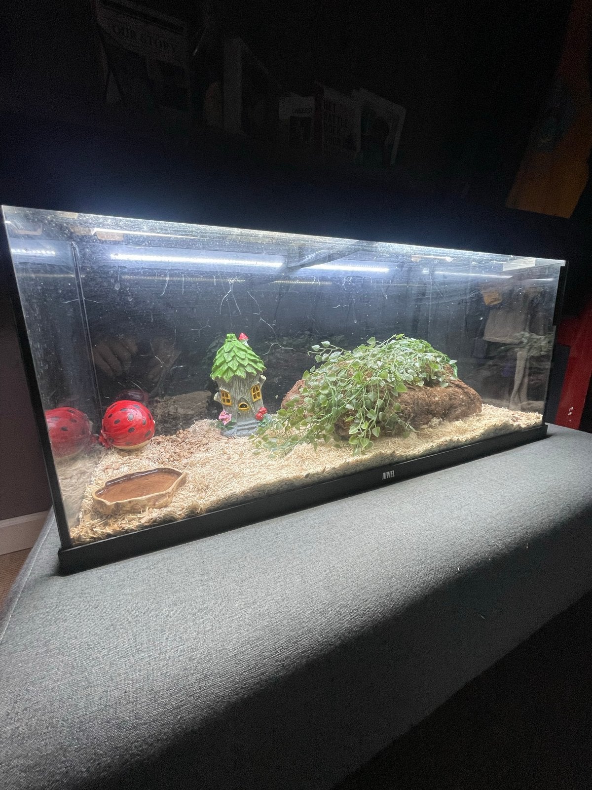 Rattenslang incl. Terrarium Rat Snake photo 3