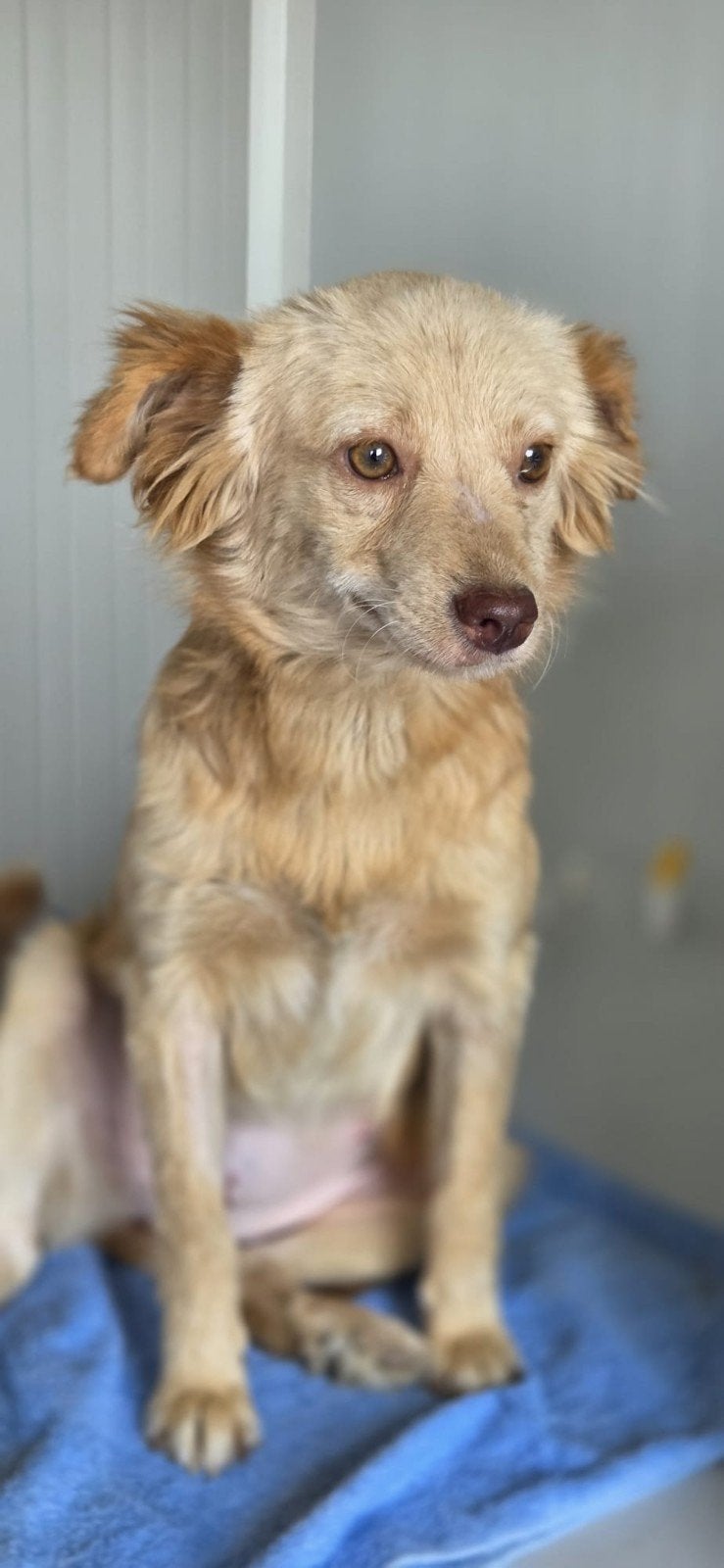 Pup Karla zoekt een baasje, Parvo, 15 weken tot 1 jaar, Handelaar, Buitenland
