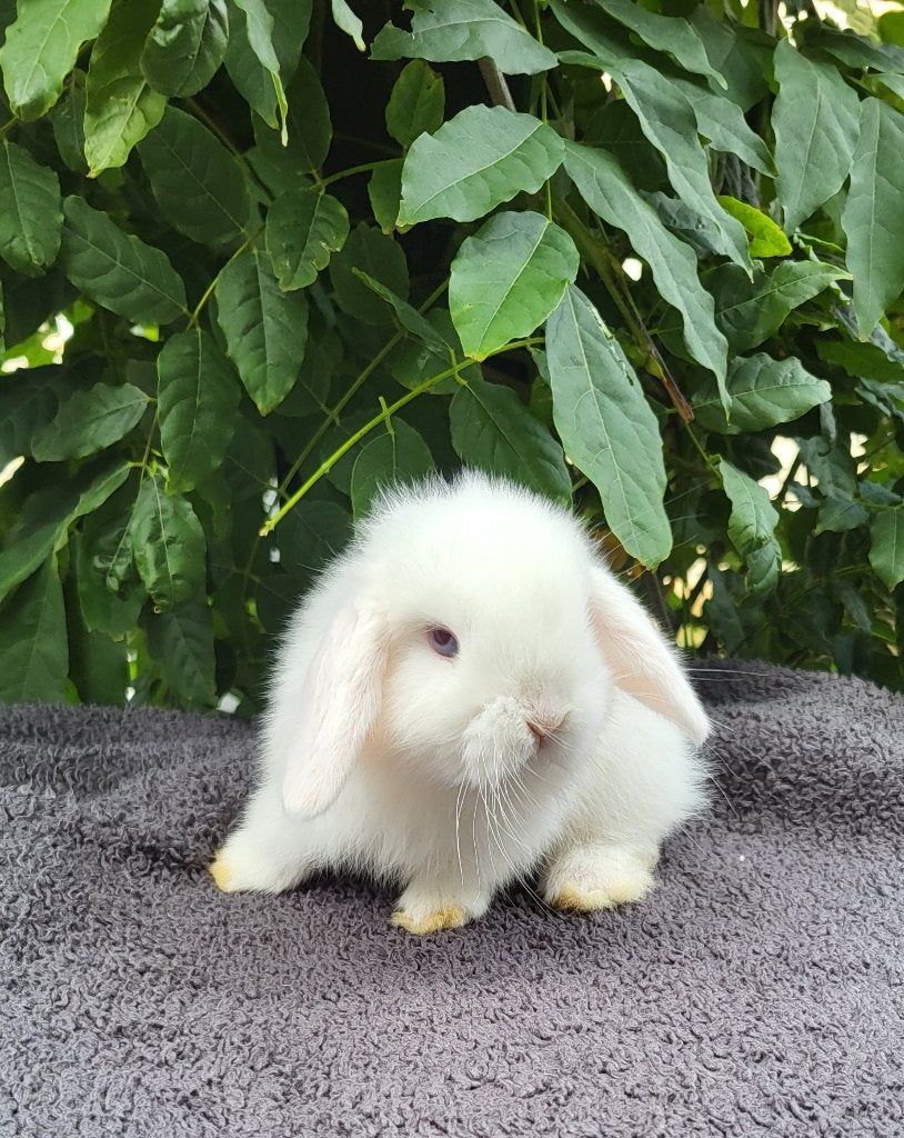 Mooie lieve raszuivere minilop baby konijntjes, Dieren en Toebehoren, Konijnen, Mannelijk, Klein, Hangoor, 0 tot 2 jaar