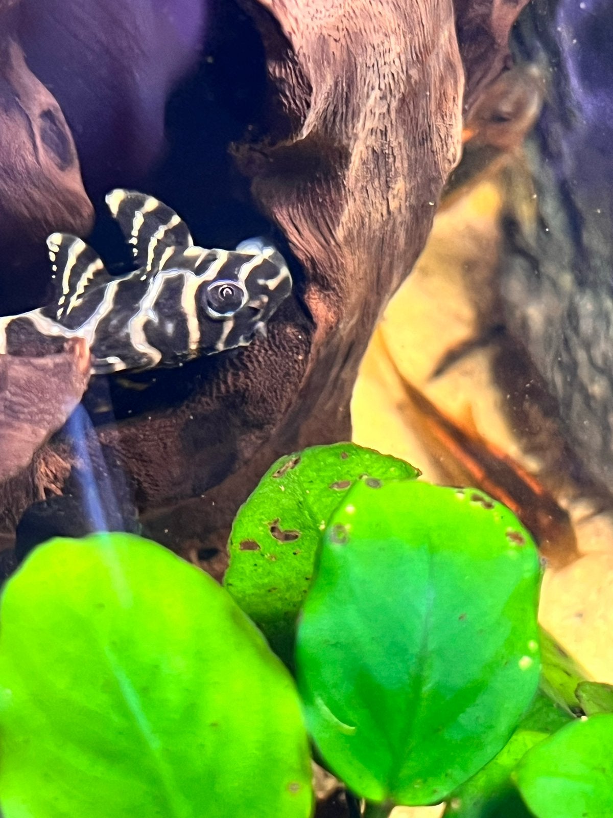 L134 Leopard Frog Pleco 2x, Vis
