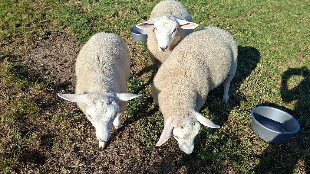 Ram lammeren (tam) te koop, Dieren en Toebehoren, Schapen, Geiten en Varkens, Mannelijk, Schaap, 0 tot 2 jaar