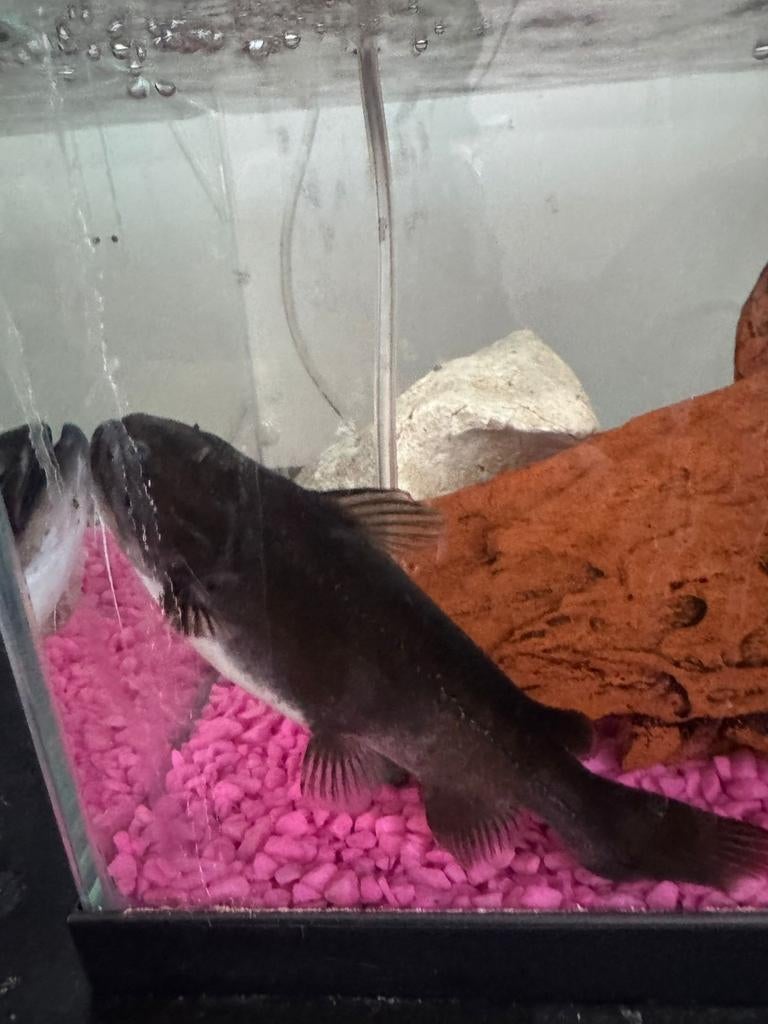 Gulper catfish te koop, Dieren en Toebehoren, Ophalen of Verzenden