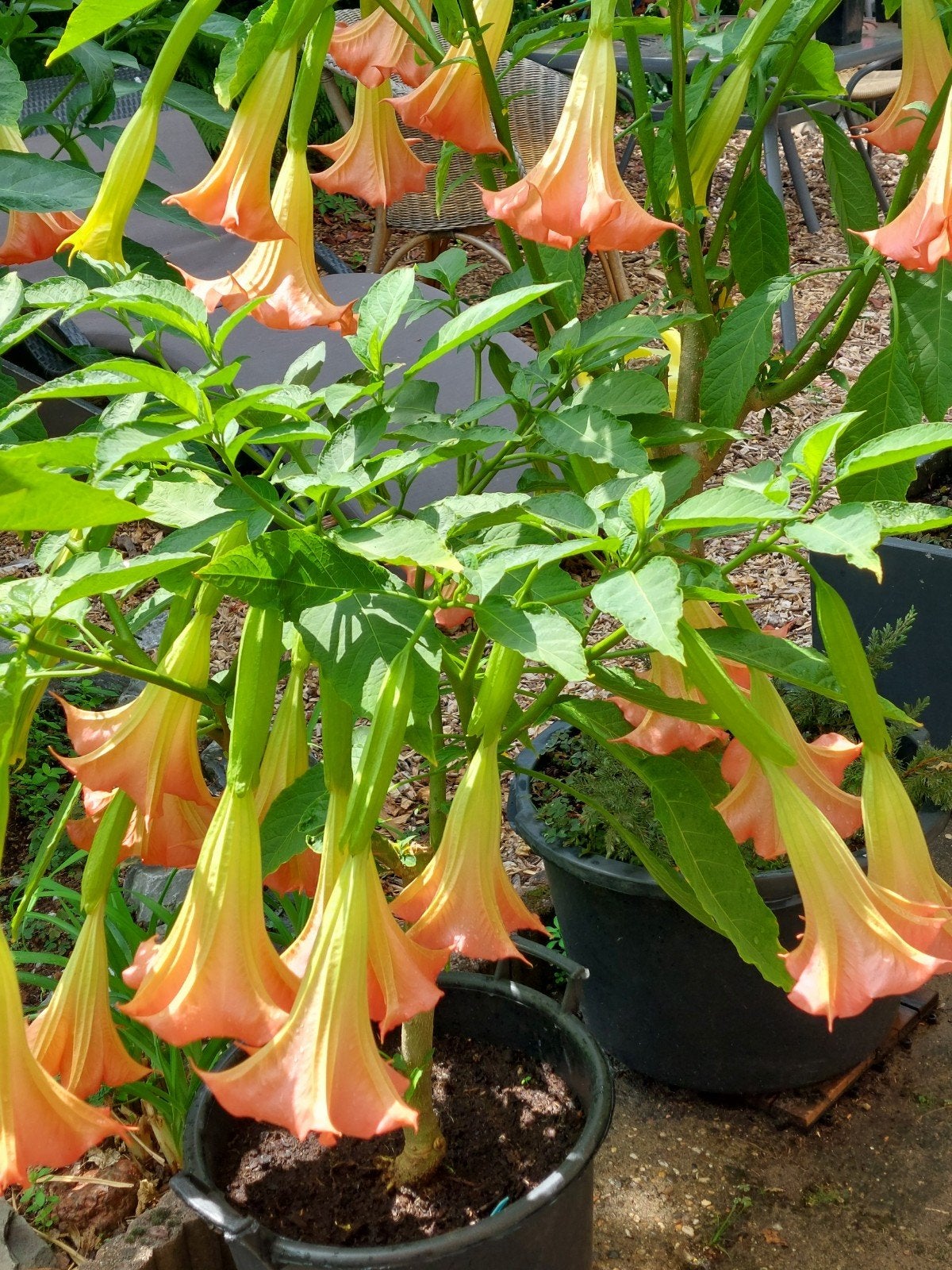 Brugmansia gewortelde stekjes - Vaste plant, Tuin en Terras, Planten | Tuinplanten, Volle zon, Vaste plant, Zomer, Ophalen
