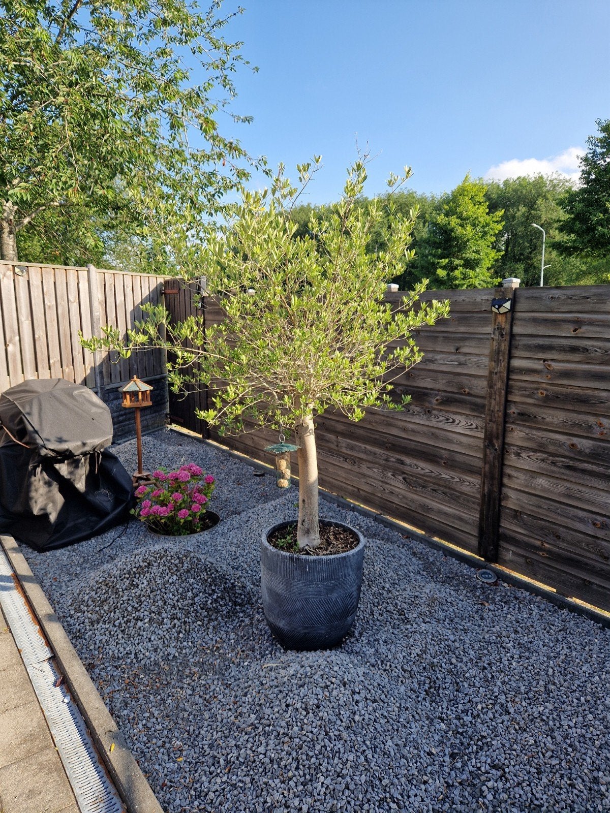 2 Olijfbomen, Lente, 100 tot 250 cm, Olijfboom, Ophalen