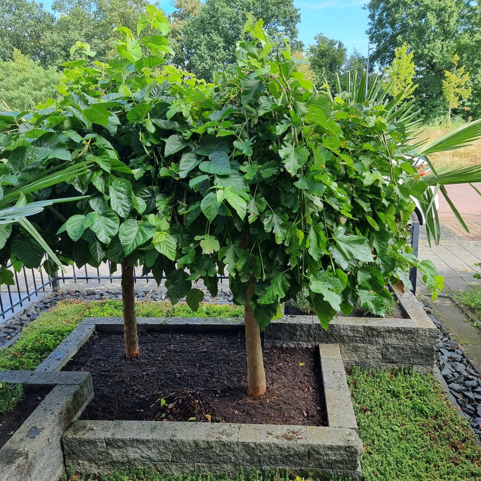 Treur moerbei boom, Tuin en Terras, Planten | Bomen, Ophalen, Bloeit niet, Treurboom, 100 tot 250 cm