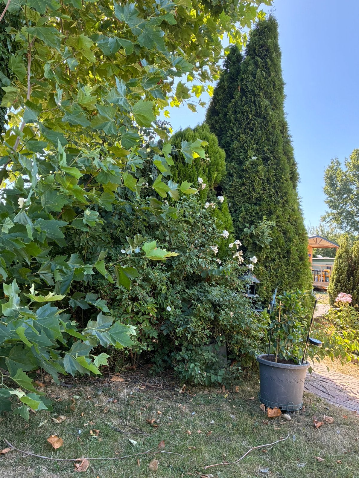 Bomen en struiken, Overige soorten, 100 tot 250 cm, Zomer, Ophalen