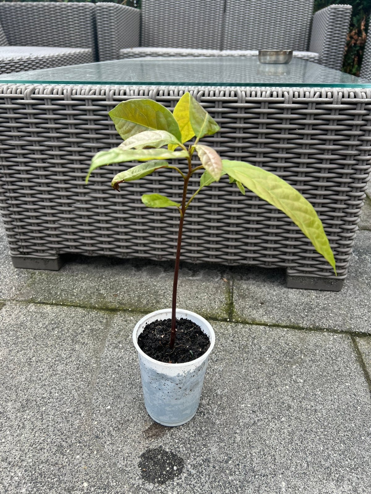Avocado plant, Volle zon, Bloeit niet, Minder dan 100 cm, Overige soorten