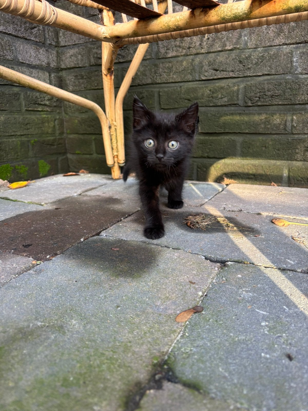 Kitten te koop, Kater, Kortharig, 0 tot 2 jaar