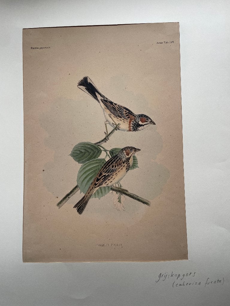 Fauna Japonica Emberiza fucata (Grijskopgors) 1842, Ets, Ophalen of Verzenden, Met passe-partout, Flora en Fauna