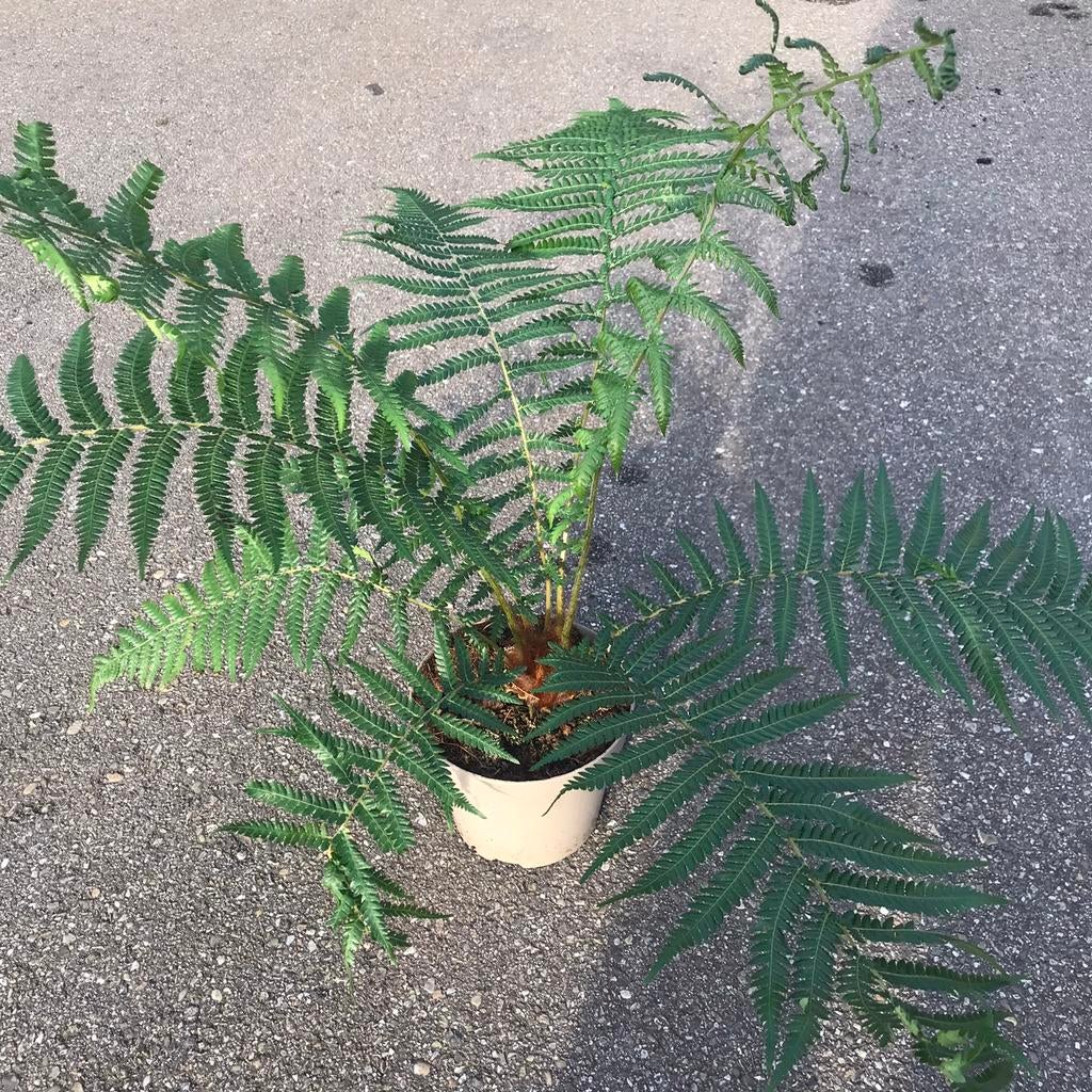 Verkoop zat 2 mei Tasmaanse boomvaren - Dicksonia Antarctica, Overige soorten, Lente, Ophalen, Volle zon